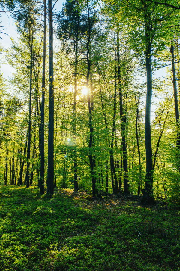 lichter Wald, die Sonne scheint durch die Bäume