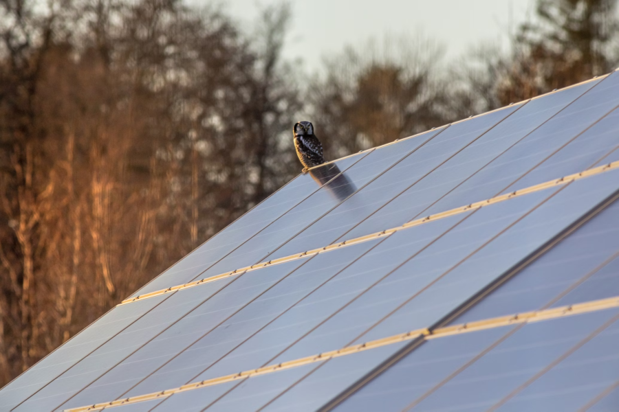 Eule/Kauz sitzt auf einem Dach mit Solarpaneele