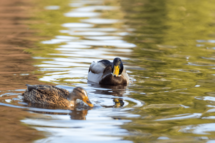 Zwei Enten im Wasser