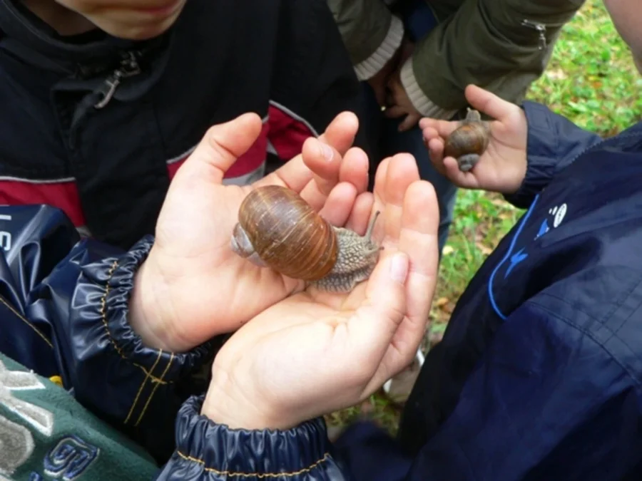 Hände halten vorsichtig eine Schnecke