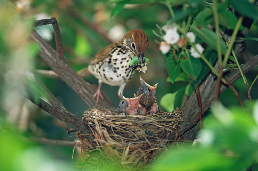 Walddrossel füttert ihre Küken im Nest