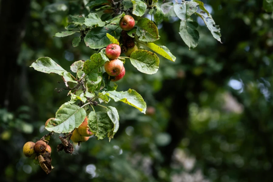 Früchtetragender Apfelbaum